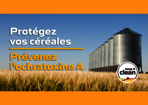 Protégez vos céréales : Prévenez l’ochratoxine A