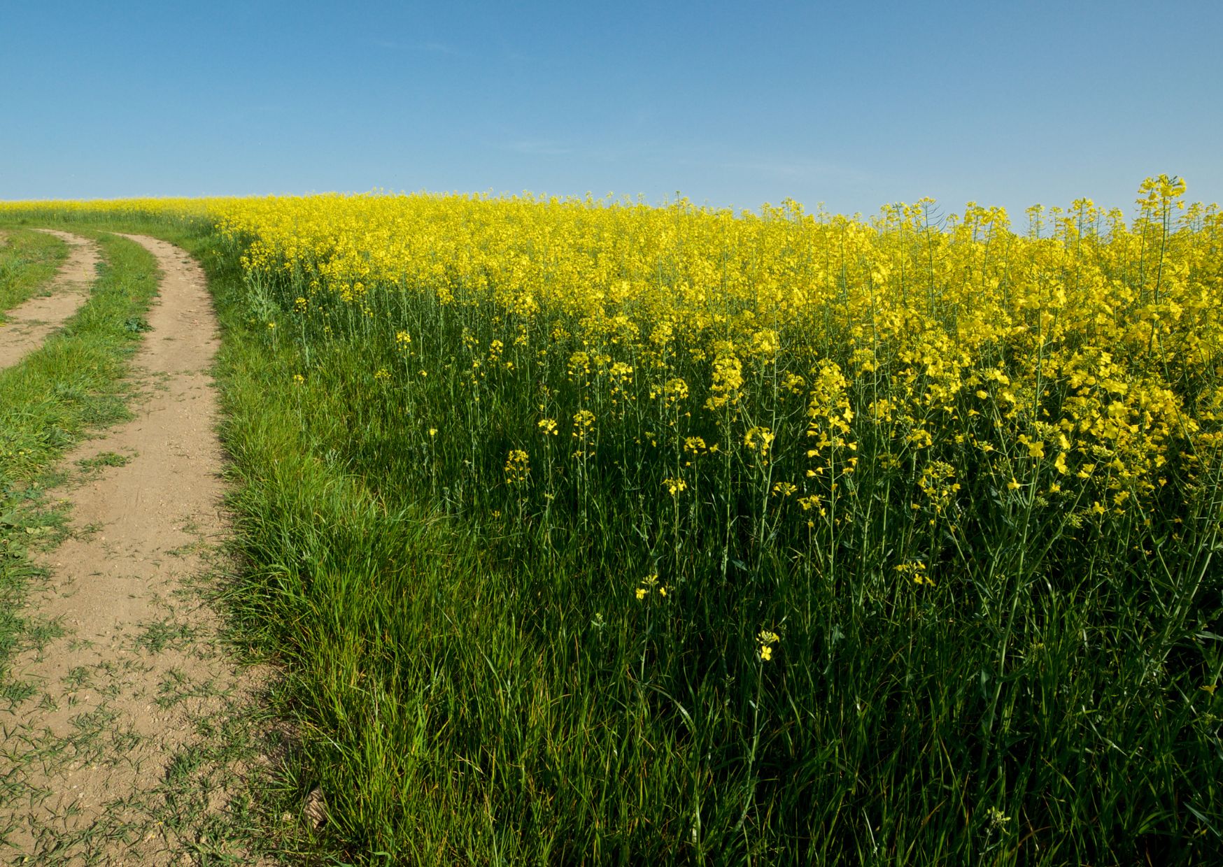 Les producteurs de grains québécois dénoncent les tarifs douaniers imposés par la Chine sur le canola canadien