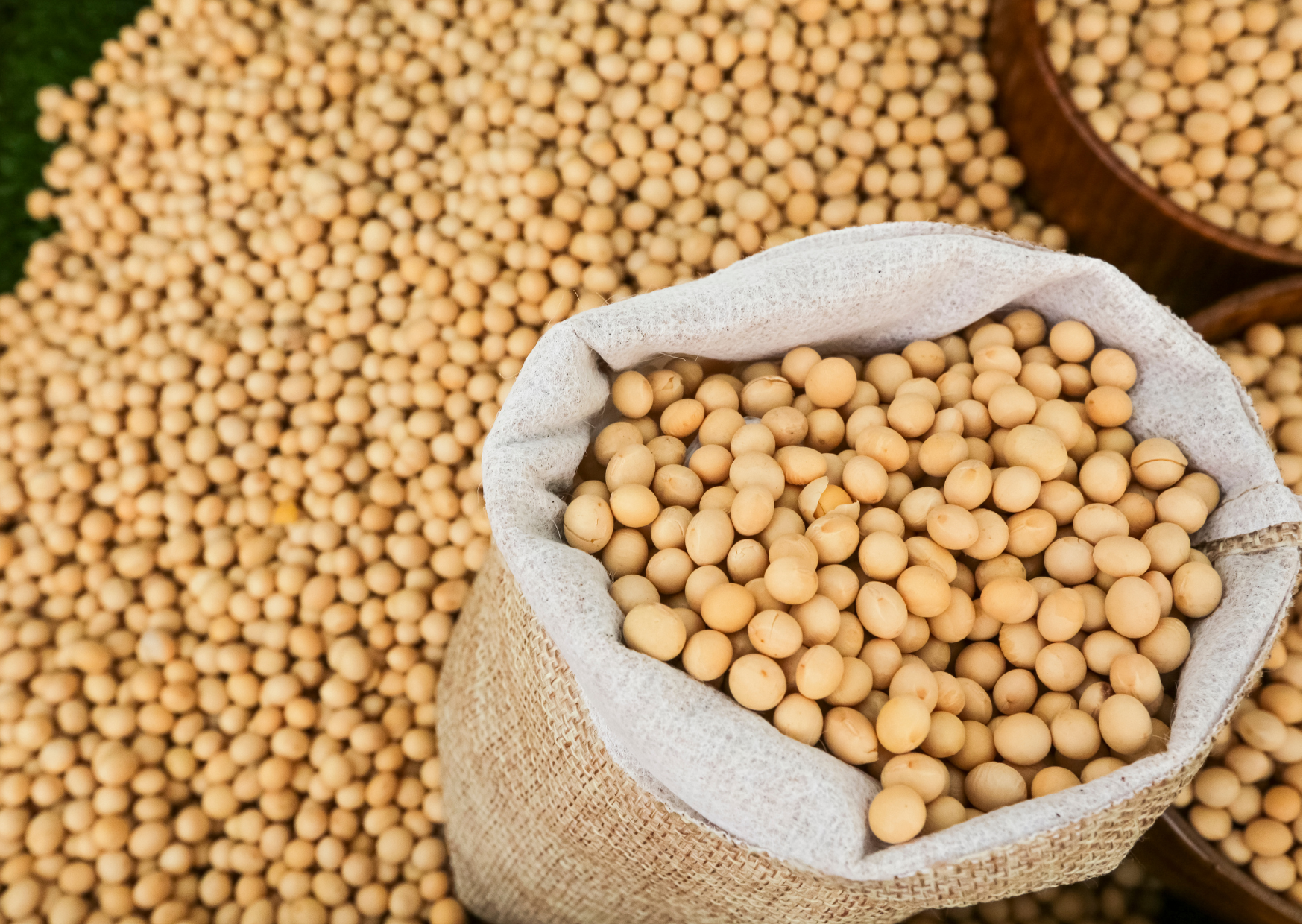 Commercialiser son soya à l’aveuglette