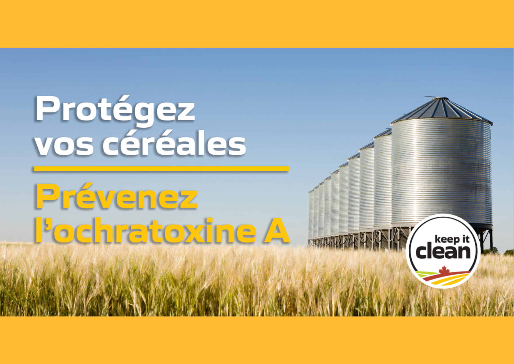 Protégez vos céréales : Prévenez l’ochratoxine A