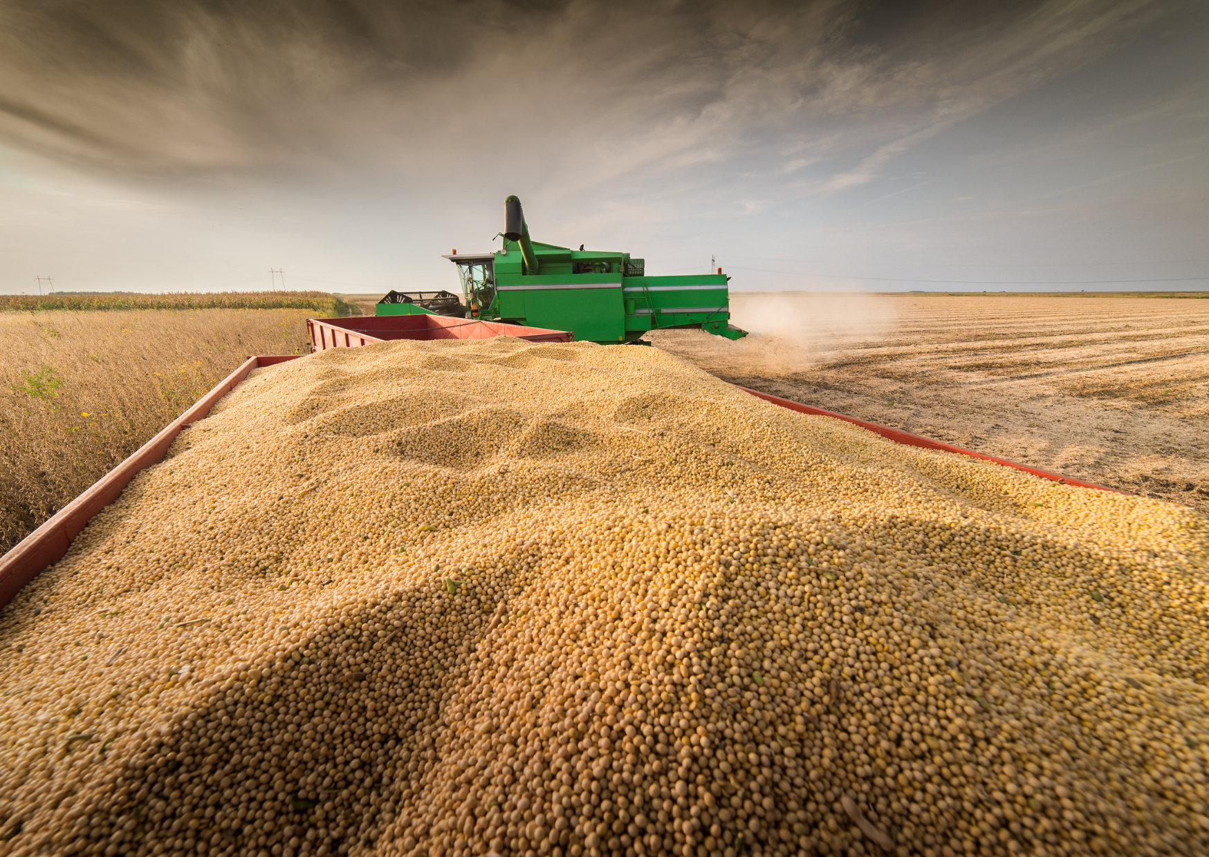 Le soya : victime de la nouvelle guerre froide?