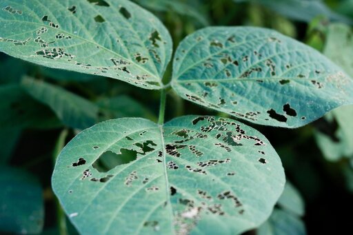 phytoprotection