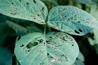 phytoprotection