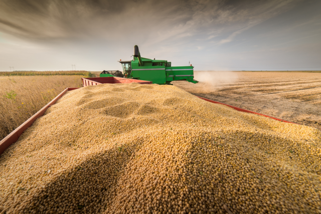 Le soya : victime de la nouvelle guerre froide?