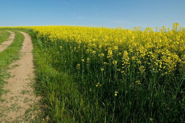 Les producteurs de grains québécois dénoncent les tarifs douaniers imposés par la Chine sur le canola canadien