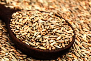 Grain seigle