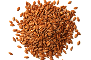 Grains épeautre