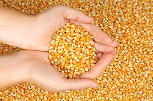 Quelles sont les différences entre un grain et un grain entier ?