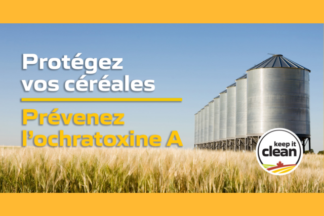 Protégez vos céréales : Prévenez l’ochratoxine A