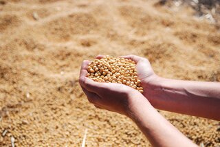 Soya légumineuse