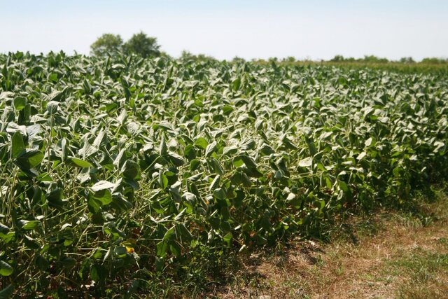 Un été chaud et sec qui met les cultures à rude épreuve