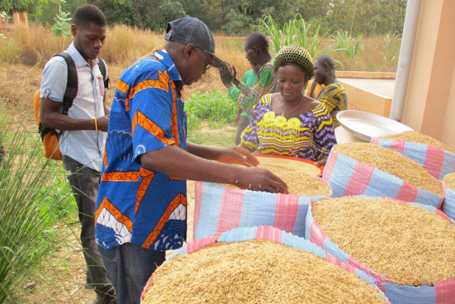 Un soutien des PGQ génère des retombées économiques pour 355 producteurs(trices) du Bénin