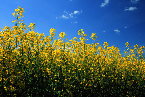 champs canola