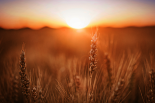 Grains biologiques