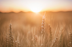 Grains biologiques