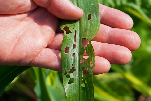 Réseau d'avertissements phytosanitaires