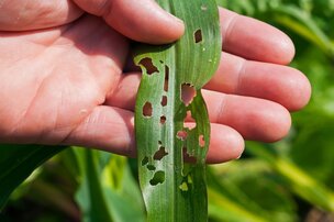 Réseau d'avertissements phytosanitaires (RAP)