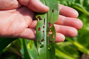 Réseau d'avertissements phytosanitaires (RAP)