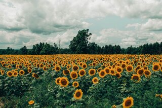 Champs tournesol