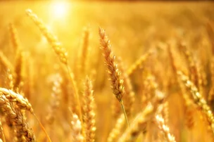 Réseau sentinelle azote dans le blé