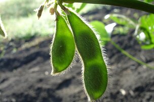 Soya non GM ou IP