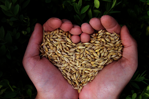 Grains avoine
