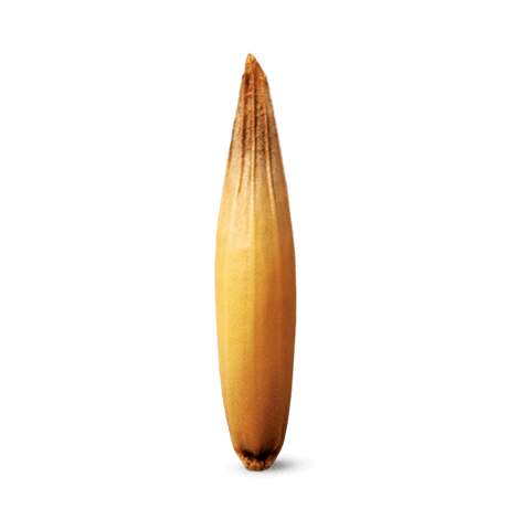 Avoine