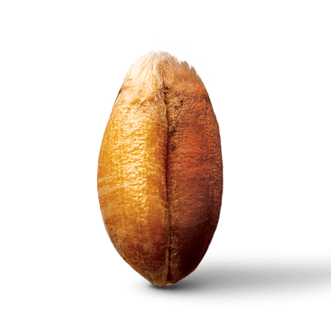 Blé