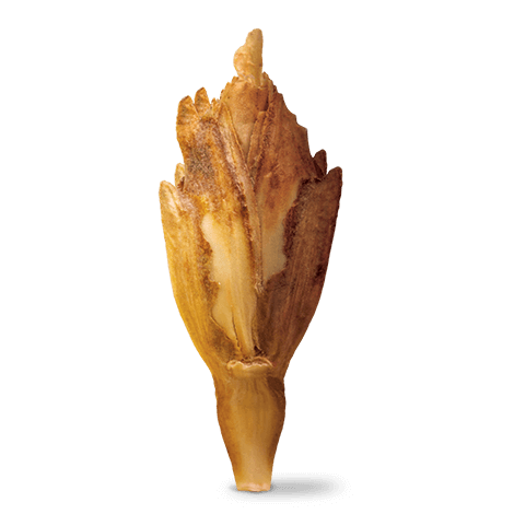 Épeautre