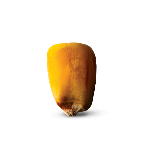 Maïs