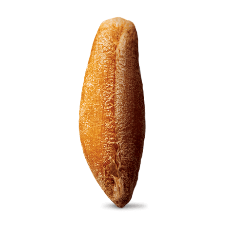 Seigle